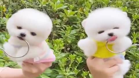 Mini Pomeranian 🔴 Funny and Cute Pomeranian Videos