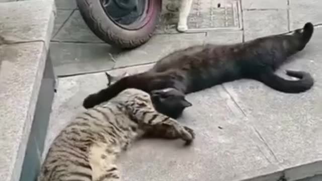 Best funny video#cute animals videos#cat funny videos