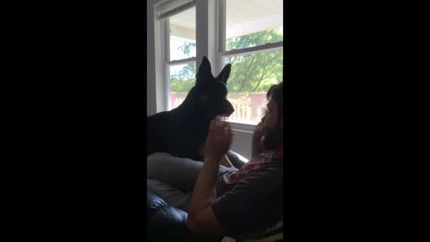 German Shepherd Begs to Go Outside