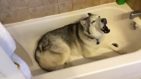 Stubborn Husky throws hilarious temper tantrum