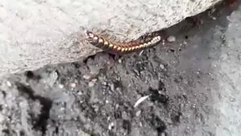 Greenhouse millipede