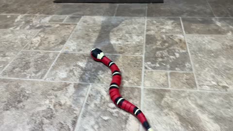 Robot Snake Cat Toy Review