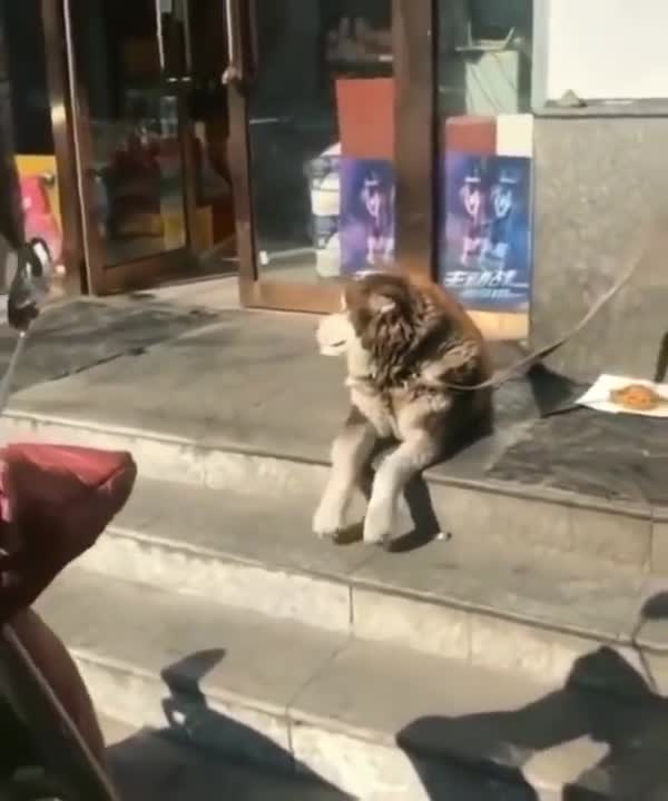 waiting for someone😍 #cutedog