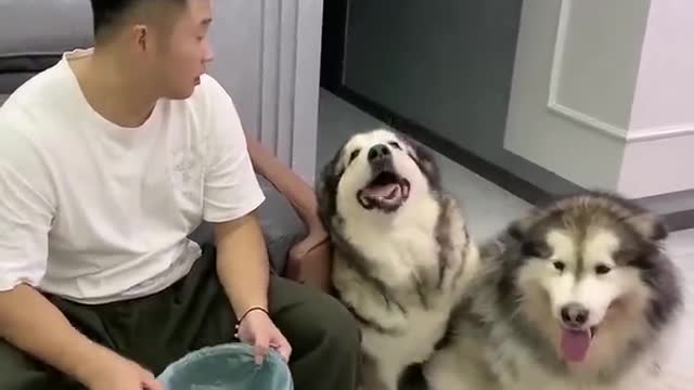 Keep a dog for a thousand days, use a dog for a while