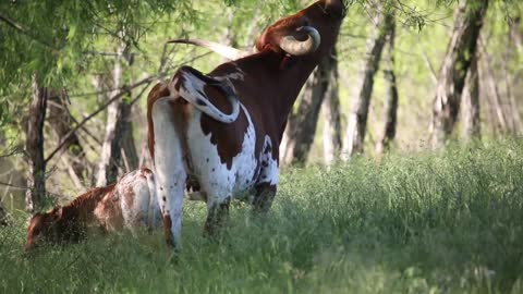 A Baby Longhorn