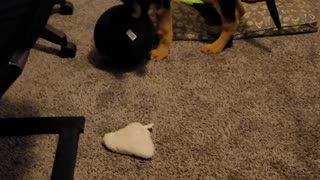 Kai playing with her big ball