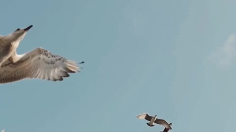 Super natural video.