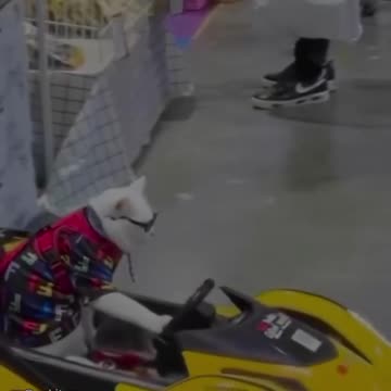 daaka dalna hai aaj rat | Bangad Billa | Ankit ang #2shots #funny #ankitangvines #angvines #bangad