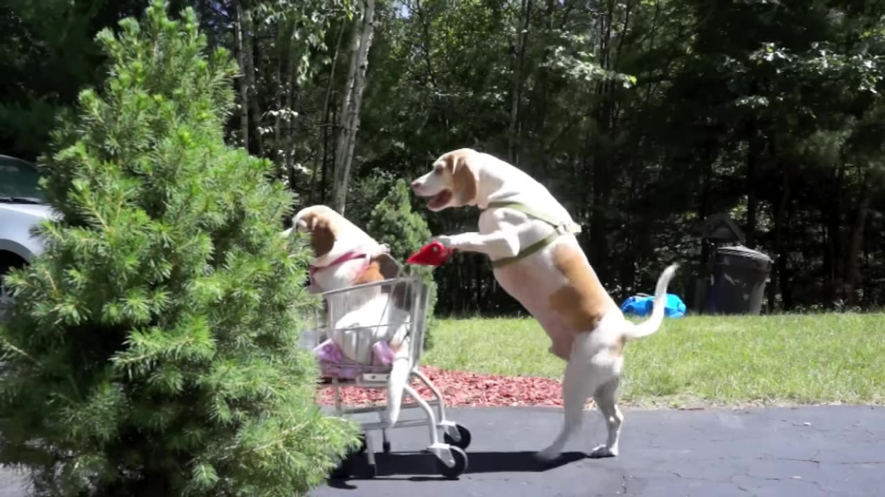 Dogs' Epic Shopping Cart Voyage: Funny Dogs Maymo & Penny