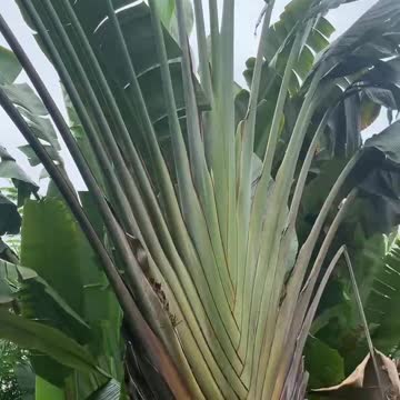 banana tree