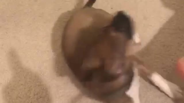 Woman asks dog to lay down and roll over, gives him treat