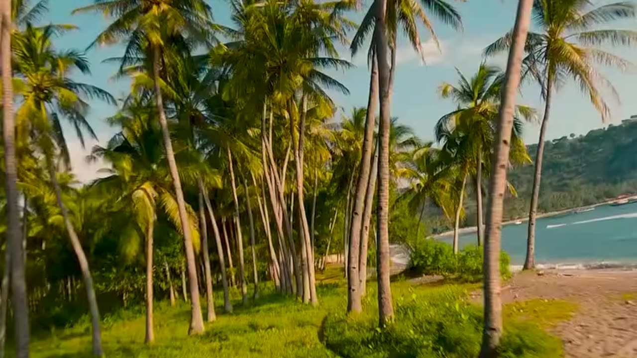 to fly through the palm trees