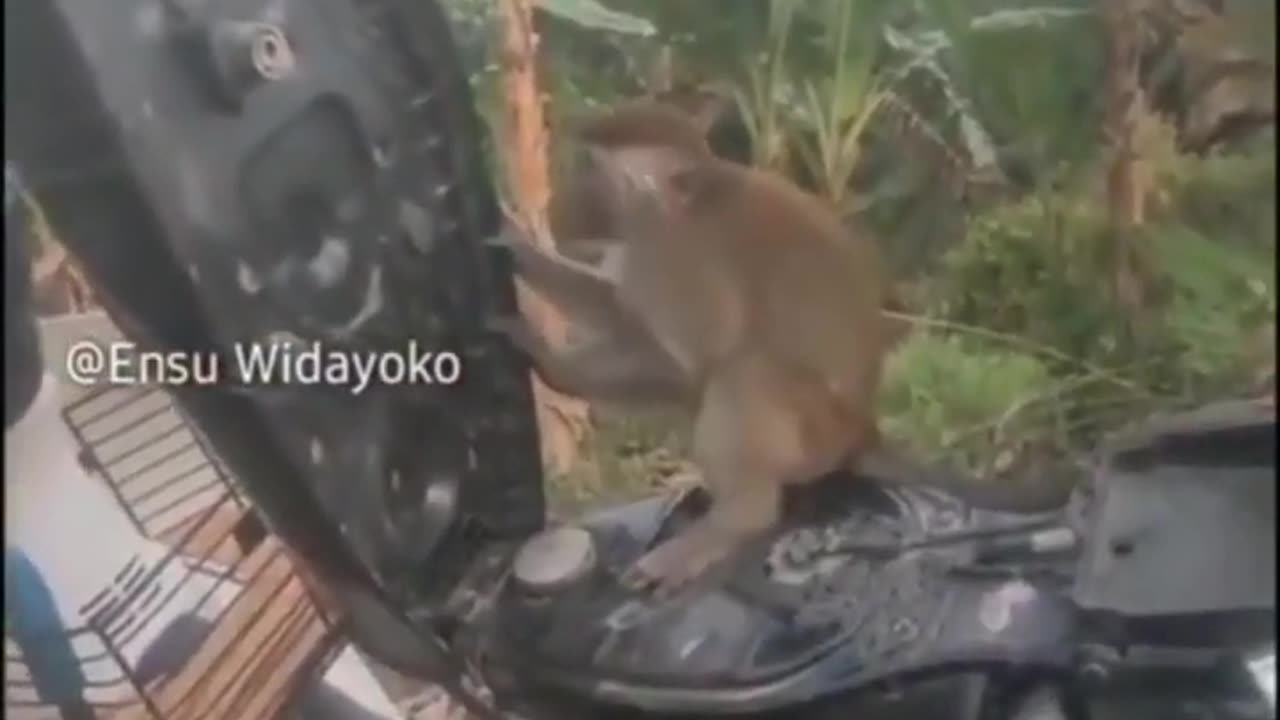 #fun #comedy #funny #dogs #2023 #lol #video #shots #live