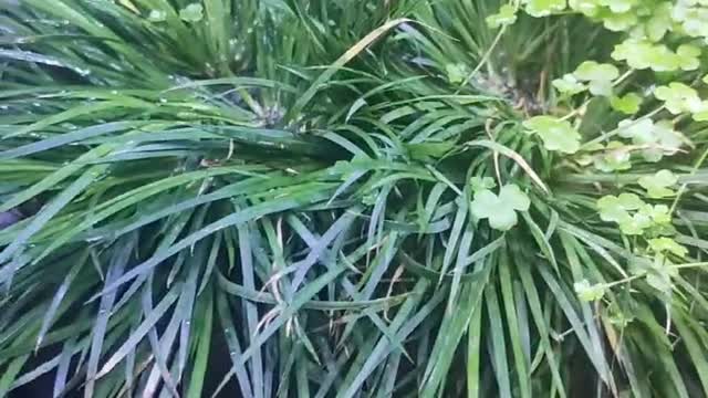 rockery water grass potted plant