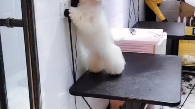 Show a wave of cuteness