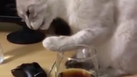 Cat's reaction to trying Coke for the first time.