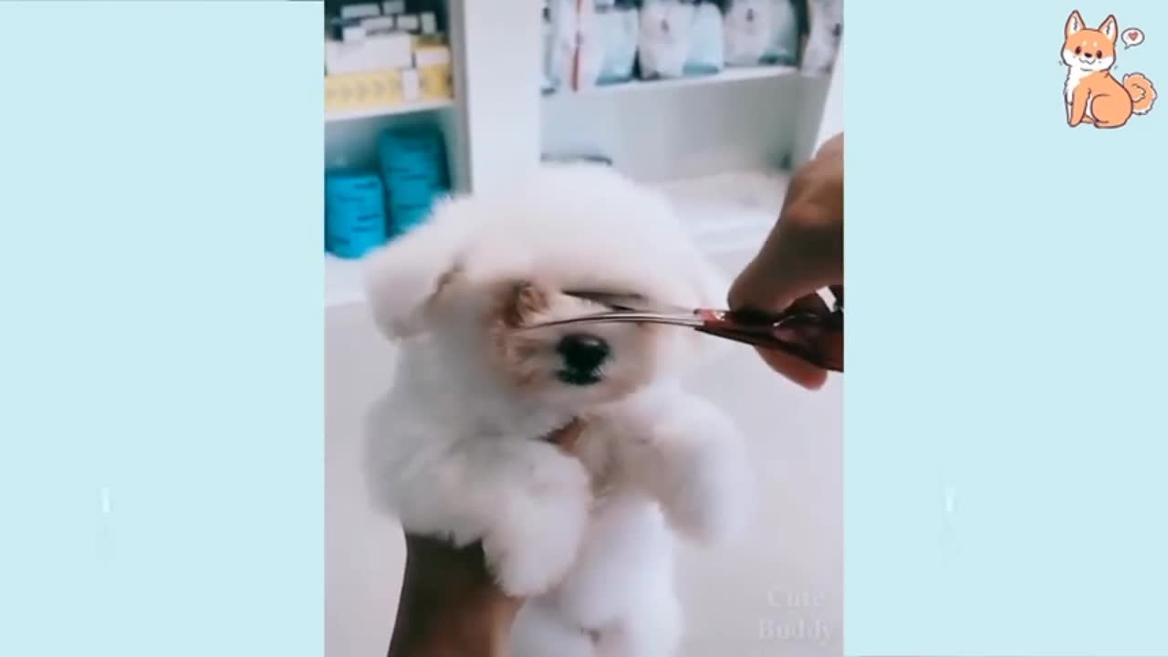 Hair Cutting Of Dog Funny Video || Short Video