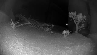 Aggressive Rat Chases a Bug for Food, Hits Camera!