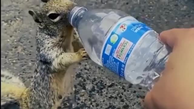 Squirrels Need help to water need water