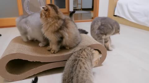 The kittens reactions to new scratcher - 2024