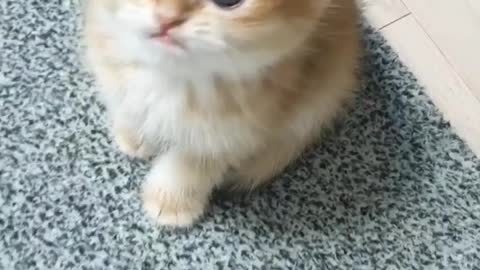 😚So nice and beautiful cat😚
