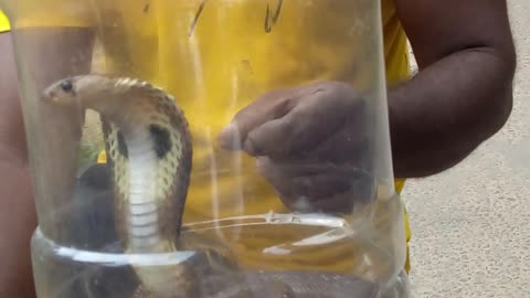 🐍The snake that came home😱