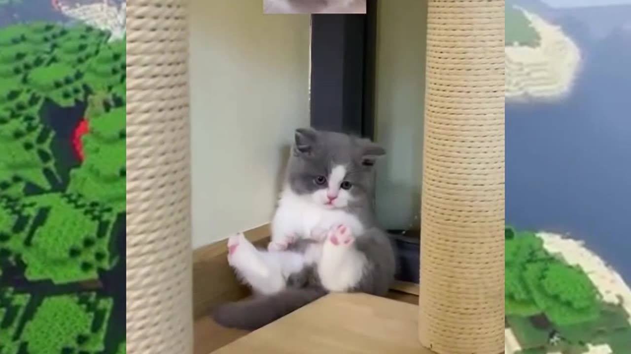 Baby Cat Fights😍