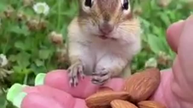 tame and intelligent squirrels are good at listening to instructions