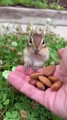 tame and intelligent squirrels are good at listening to instructions