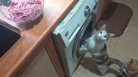 Our cats smelled the pounded meat on the cabinet