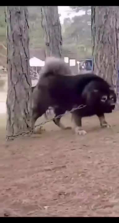 If This Dog Was Yours What Would Name It?