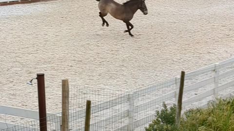 HORSES IN PORTUGAL!