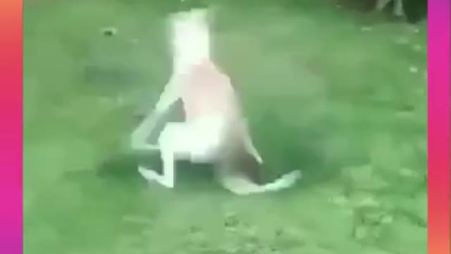 😂 Cute & Funny Dog Videos 61 😂 #Shorts #Short #dogs