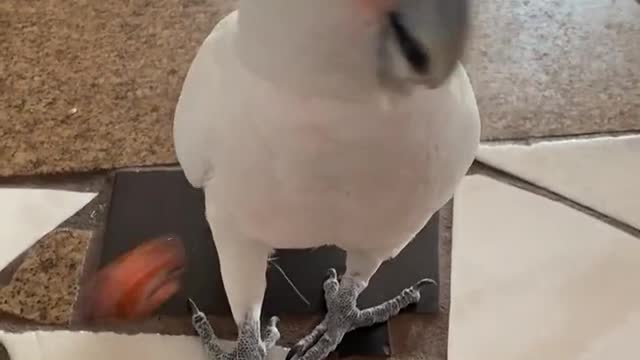 Parrot Funny 🤣🤣🤣🤣🤣🤣🤣