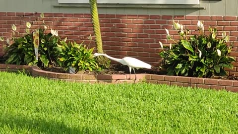 White- Bird