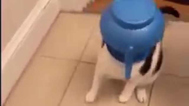 Short Funny cute Cat video