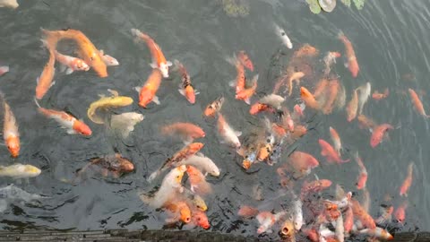 colorful fish