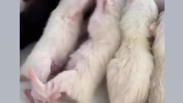 Kittens fight over breast milk