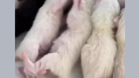 Kittens fight over breast milk