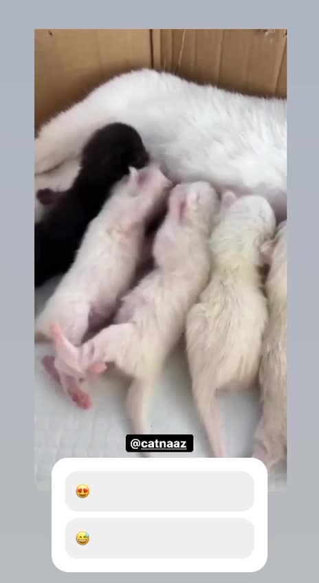 Kittens fight over breast milk