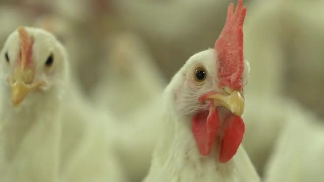 White chicken stands in front of her brothers