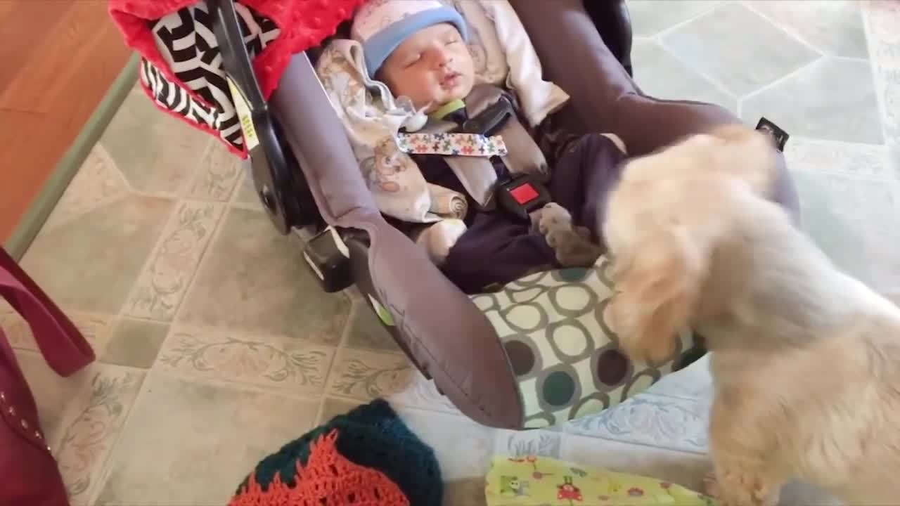 |Dogs and baby funny Moments | Cute dogs cuddling and playing with babies | Dog & baby compilation |
