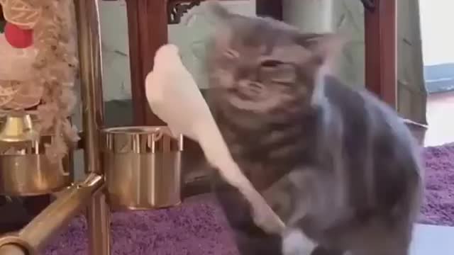 Funny Cats Annoying Parrots Compilation 2021 || NEW HD
