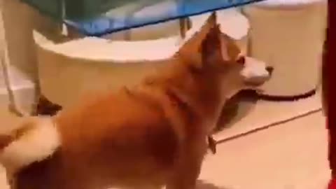 Dancing DOG