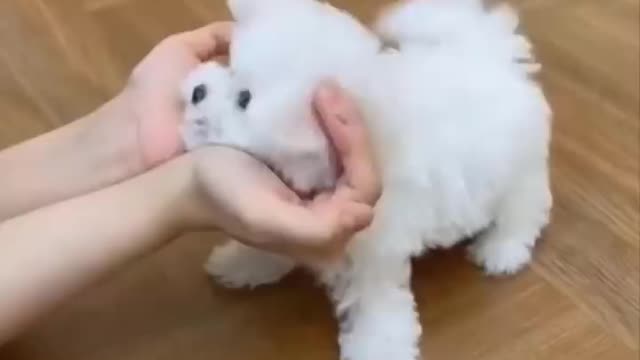 Cute baby animal videos 😍😍