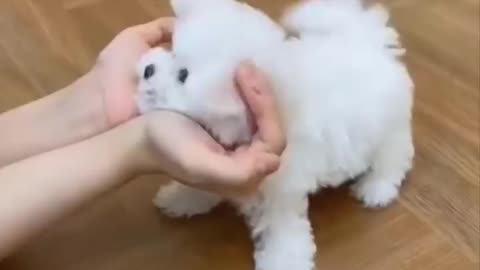 Cute baby animal videos 😍😍