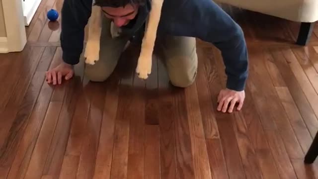 Labrador gets piggy back ride on owner's back