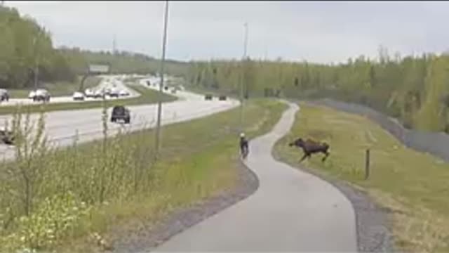 Mum Moose Defends Two Young Calves