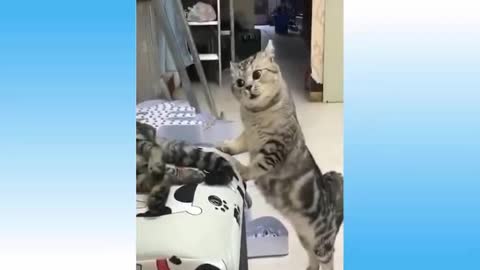 Top Funny Cat Videos of The Weekly | TRY NOT TO LAUGH #01