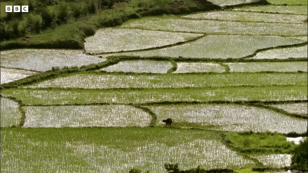 The Largest Carp in the World Ganges BBC Earth BBC Earth_1080p